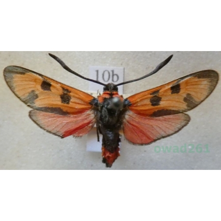 Zygaena laeta (Hübner, 1790) Austria10b